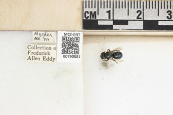 Media type: image;   Entomology 790581 Aspect: Labels